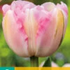 Tulpe Finola (7 Stück) | Gefüllte Tulpen Von Jub Holland -Pegasus Verkaufe 561646 Tulpe Finola 7 Stueck 304070 jb 0