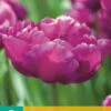 Tulpe Mariola (7 Stück) | Gefüllte Tulpen Von Jub Holland -Pegasus Verkaufe 561647 Tulpe Mariola 7 Stueck 304110 jb 0