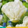 Tulpe Northcap (7 Stück) | Gefüllte Tulpen Von Jub Holland -Pegasus Verkaufe 561648 Tulpe Northcap 7 Stueck 304130 jb 0