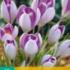 Krokus Vanguard (10 Stück) | Krokuszwiebeln Von Jub Holland 2 Krokus Vanguard (10 Stück) | Krokuszwiebeln Von Jub Holland -Pegasus Verkaufe 561652 Krokus Vanguard 10 Stueck 307479 jb 0