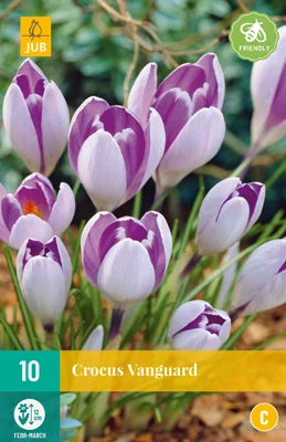 Krokus Vanguard (10 Stück) | Krokuszwiebeln Von Jub Holland 3 Krokus Vanguard (10 Stück) | Krokuszwiebeln Von Jub Holland