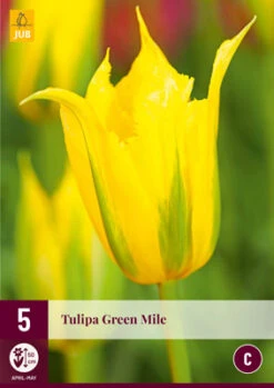 Tulpe Green Mile (5 Stück) | Tulpenzwiebeln Von Jub Holland