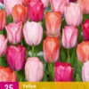 Tulpe Positive Vibe (25 Stück) | Tulpenzwiebeln Von Jub Holland -Pegasus Verkaufe 561676 Tulpe Positive Vibe 25 Stueck 322595 jb 0