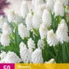 Muscari White Magic (50 Stück) | Traubenhyazinthen Von Jub Holland 2 Muscari White Magic (50 Stück) | Traubenhyazinthen Von Jub Holland -Pegasus Verkaufe 561682 Muscari White Magic 50 Stueck 323865 jb 0