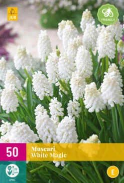 Muscari White Magic (50 Stück) | Traubenhyazinthen Von Jub Holland