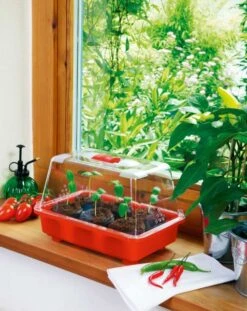 Zimmergewächshaus Veggie | Zimmergewächshaus Von Romberg -Pegasus Verkaufe 832 1