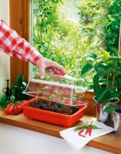 Zimmergewächshaus Veggie | Zimmergewächshaus Von Romberg -Pegasus Verkaufe 832