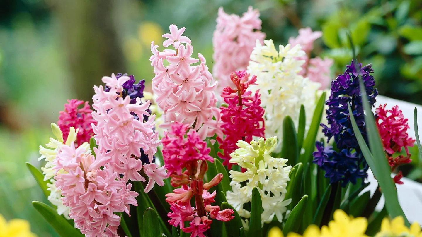 Pegasus Verkaufe -Pegasus Verkaufe 1717132973396idee zum hyazinthen pflanzen 106 v 16x9@2dL 6c42aff4e68b43c7868c3240d3ebfa29867457da