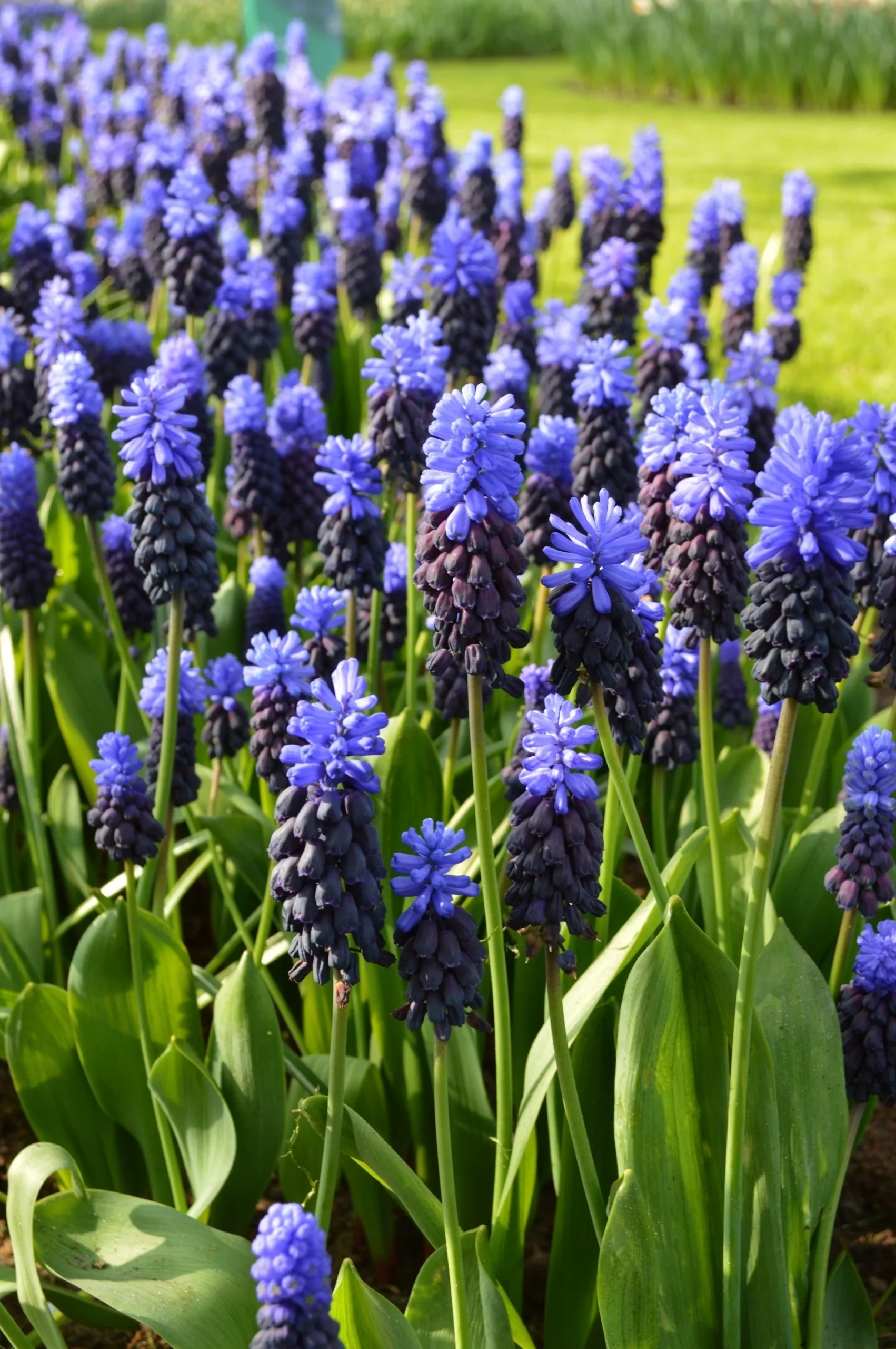Pegasus Verkaufe -Pegasus Verkaufe Muscari Latifolium Grape Hyacinths 4 0116766f ccf1 46af 9dd0 9185fd7ea0d8 scaled