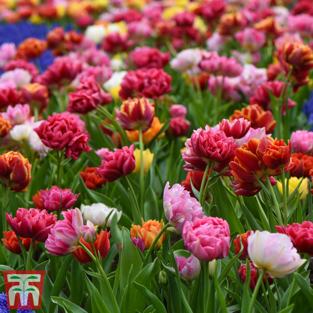 Pegasus Verkaufe -Pegasus Verkaufe tulip5