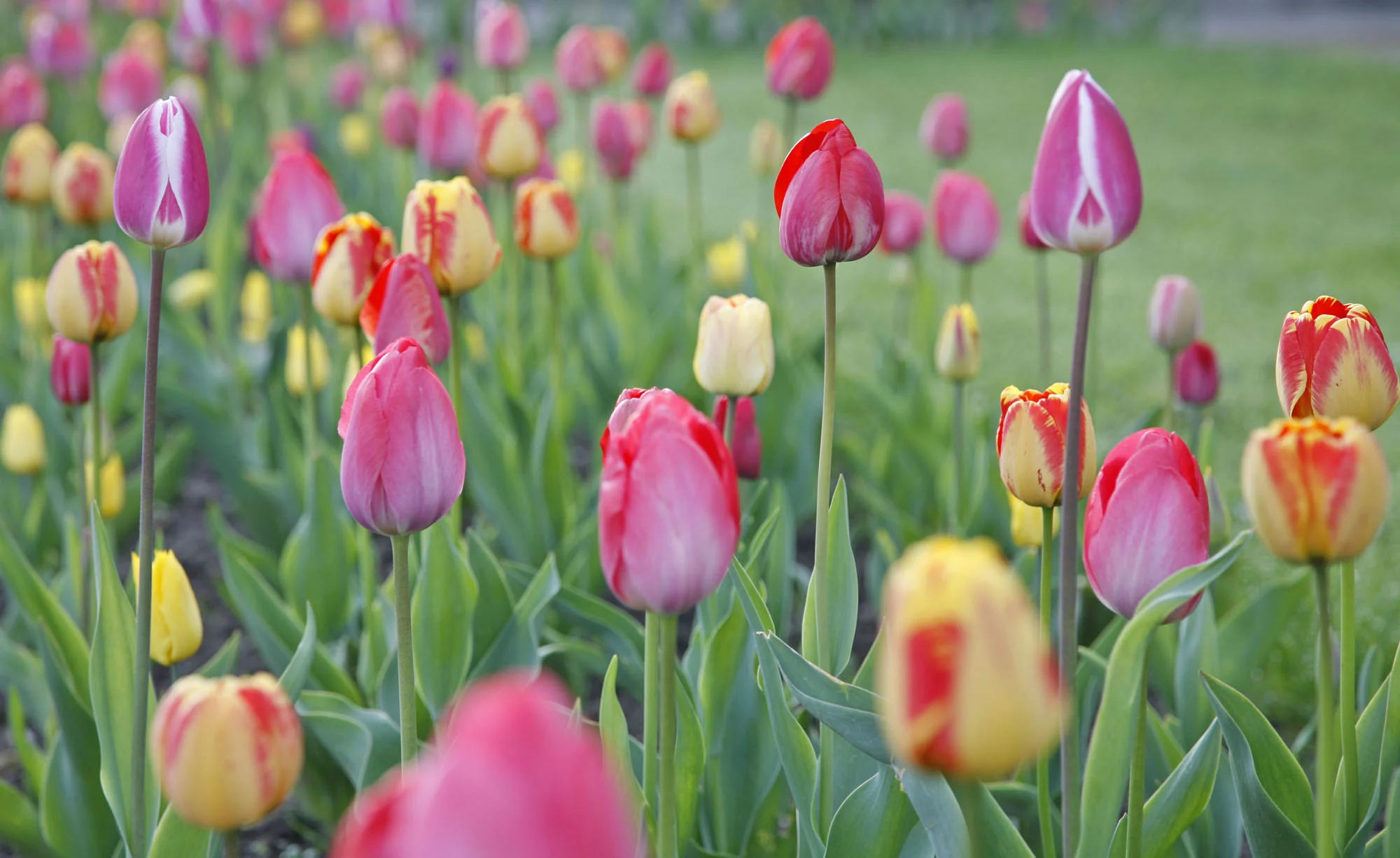 Pegasus Verkaufe -Pegasus Verkaufe tulpen 1158624 blp msg